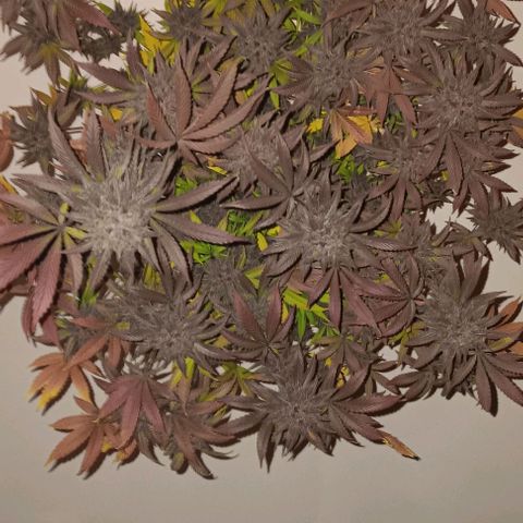 Tropicana Poison (Judy) growlog photo: Harvest day