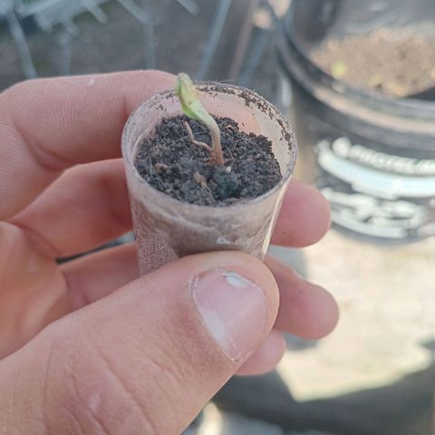 Melody growlog timeline photo