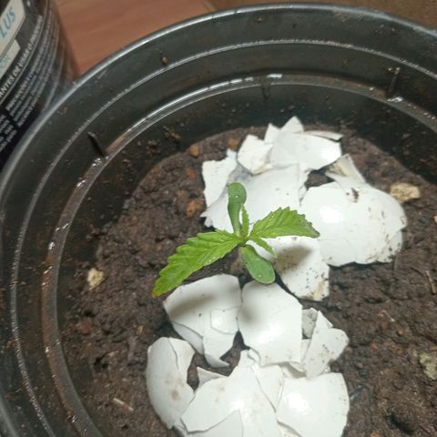 Melody growlog timeline photo