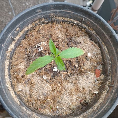 Melody growlog timeline photo
