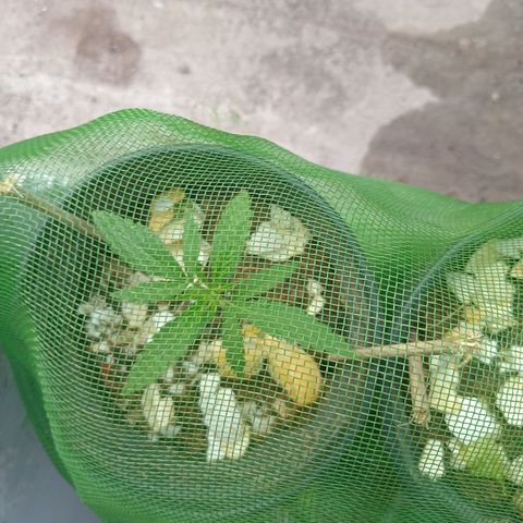 Melody growlog photo: Nutrição orgânica, Crescendo muito rápido e saudável 