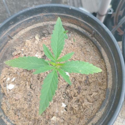 Melody growlog timeline photo