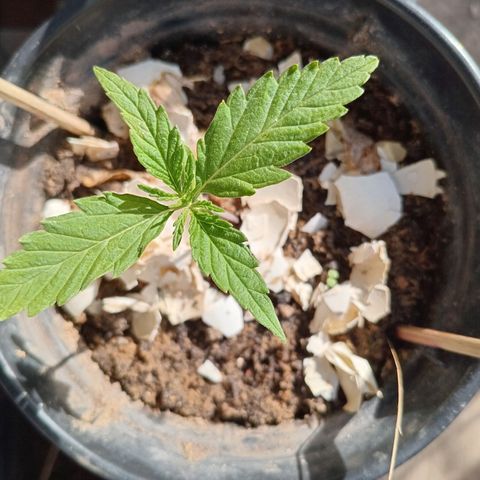 Melody growlog photo: 11 pés.
6 saindo da terra 
5 em estado vegetativo 