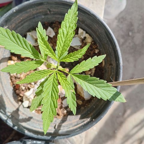Melody growlog photo: 11 pés.
6 saindo da terra 
5 em estado vegetativo 
