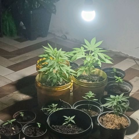 Melody growlog timeline photo