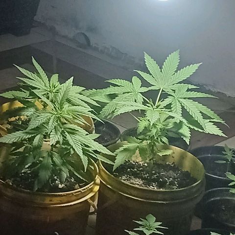 Melody growlog timeline photo