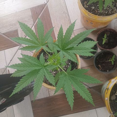 Melody growlog photo: Crescimento surreal evolução top em 2 semanas ela já está pedindo mais espaço 