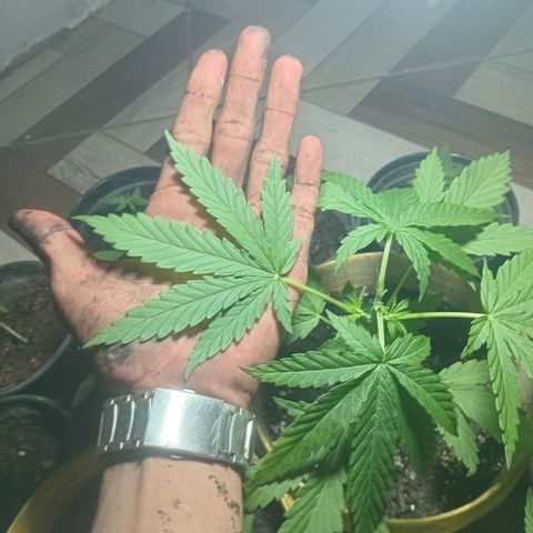 Melody growlog photo: Crescimento surreal evolução top em 2 semanas ela já está pedindo mais espaço 