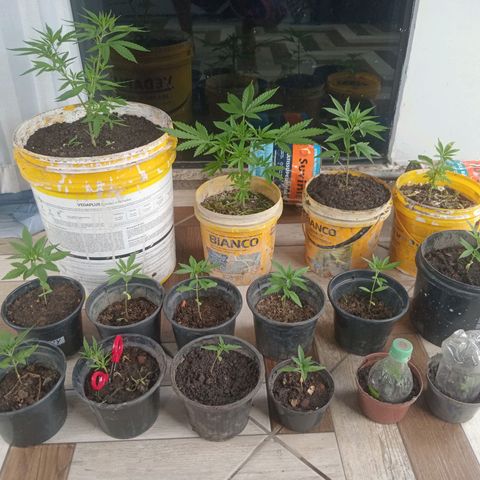 Melody growlog timeline photo
