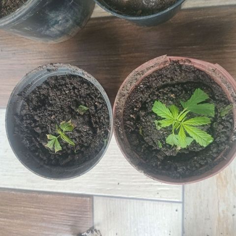Melody growlog timeline photo