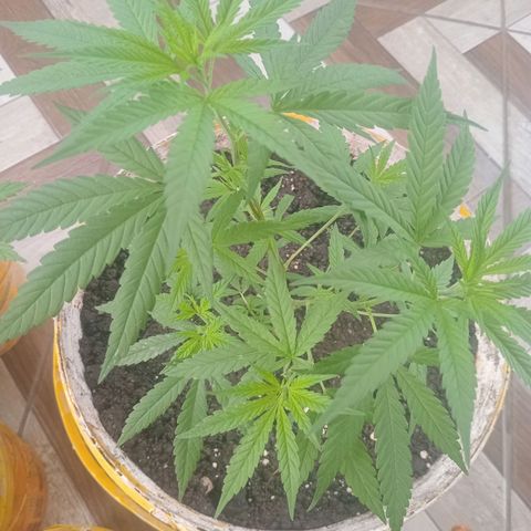 Melody growlog photo: Evolução top / quase certeza que é uma HÍBRIDA da genetica DURBAN. Obs: semente de prensado.
45 dias de vida / transplante de vaso de 3 litros e 600 ml para um de 18 litros 
Tirei 2 clones 