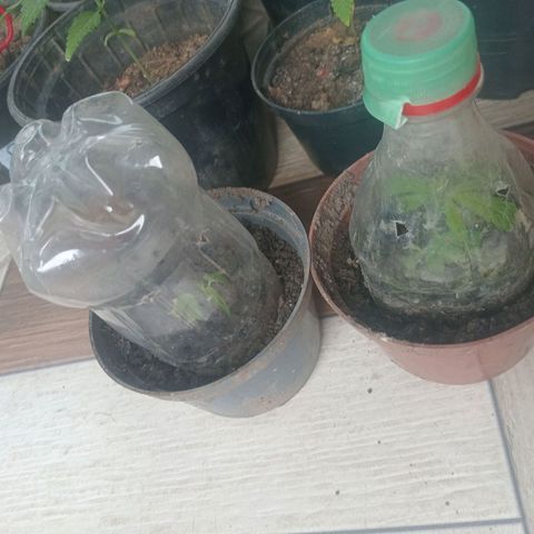 Melody growlog timeline photo