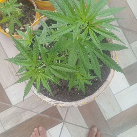 Melody growlog photo: Evolução top / quase certeza que é uma HÍBRIDA da genetica DURBAN. Obs: semente de prensado.
45 dias de vida / transplante de vaso de 3 litros e 600 ml para um de 18 litros 
Tirei 2 clones 