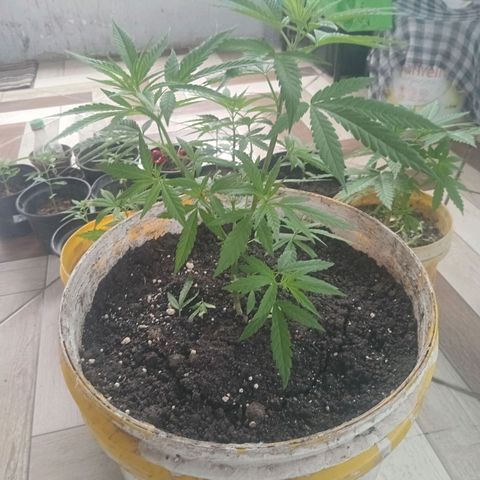 Melody growlog photo: Evolução top / quase certeza que é uma HÍBRIDA da genetica DURBAN. Obs: semente de prensado.
45 dias de vida / transplante de vaso de 3 litros e 600 ml para um de 18 litros 
Tirei 2 clones 