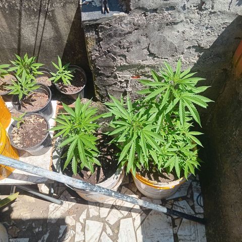 Melody growlog timeline photo
