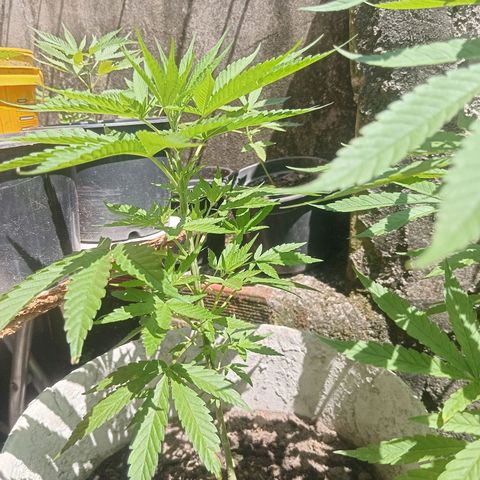 Melody growlog timeline photo