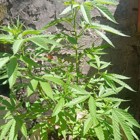 Melody growlog timeline photo