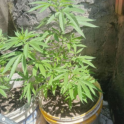 Melody growlog timeline photo