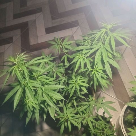 Melody growlog timeline photo