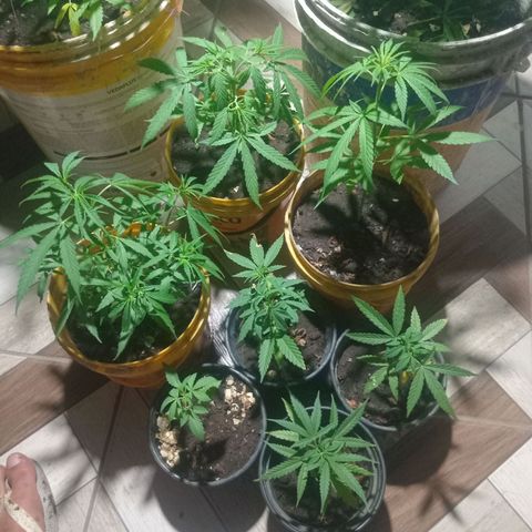 Melody growlog timeline photo