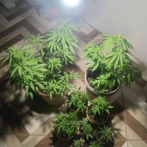 Melody growlog timeline photo
