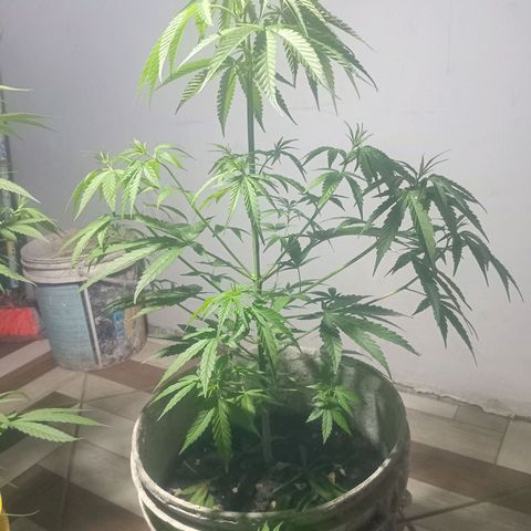 Melody growlog timeline photo