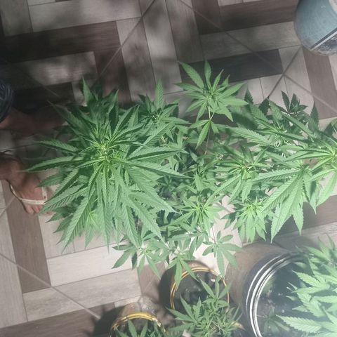 Melody growlog timeline photo