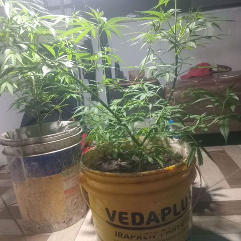 Melody growlog timeline photo