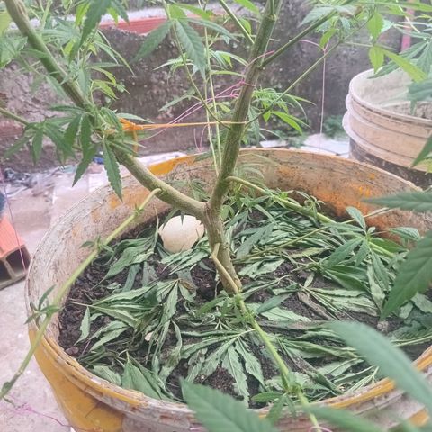 Melody growlog timeline photo