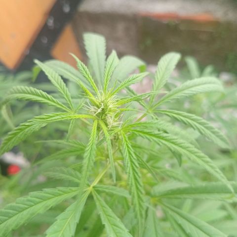 Melody growlog timeline photo
