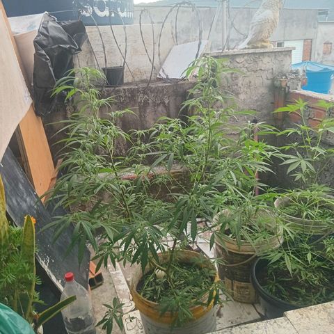 Melody growlog timeline photo