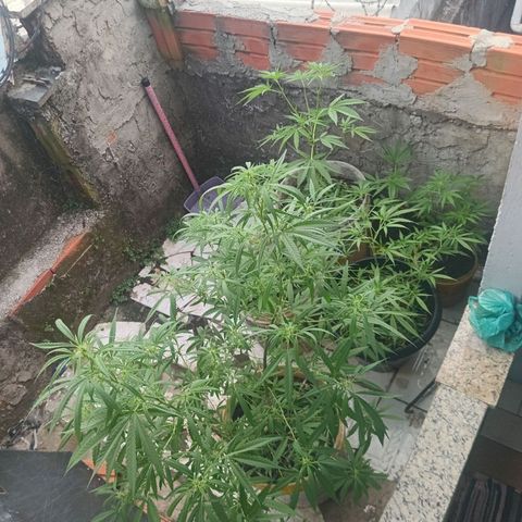 Melody growlog timeline photo
