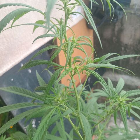Melody growlog timeline photo