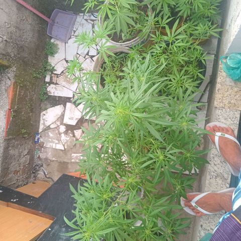 Melody growlog timeline photo