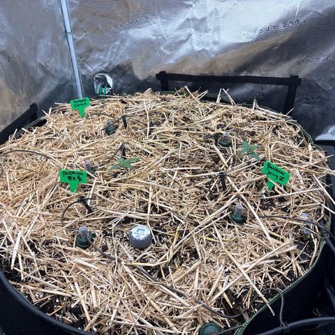 SugerCane In House Genetics growlog photo: Sc is a bit smaller didn’t have too much roots either when transplanting.