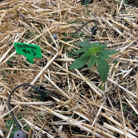 Papaya BX1 growlog timeline photo