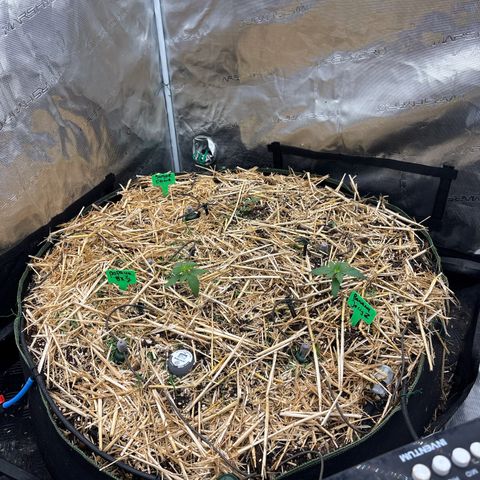 SugerCane In House Genetics growlog timeline photo