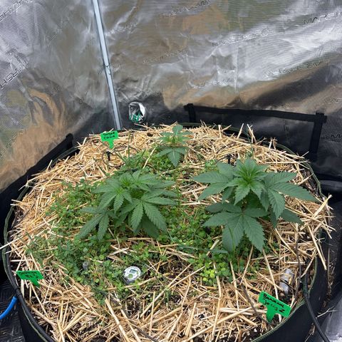 SugerCane In House Genetics growlog timeline photo