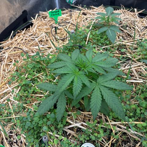 Papaya BX1 growlog timeline photo
