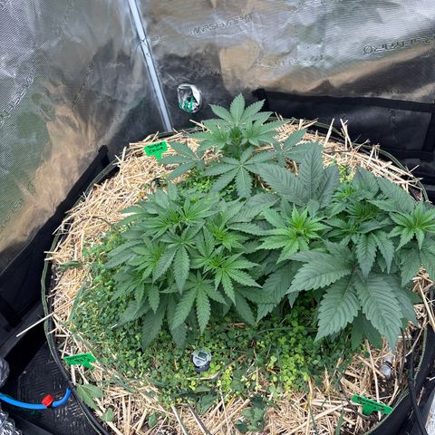 SugerCane In House Genetics growlog photo: Papaya and the banana jelly in the front, the sugar cane is lacking in growth.
