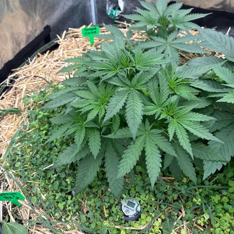 Papaya BX1 growlog timeline photo