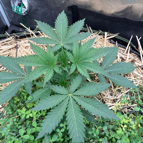SugerCane In House Genetics growlog timeline photo
