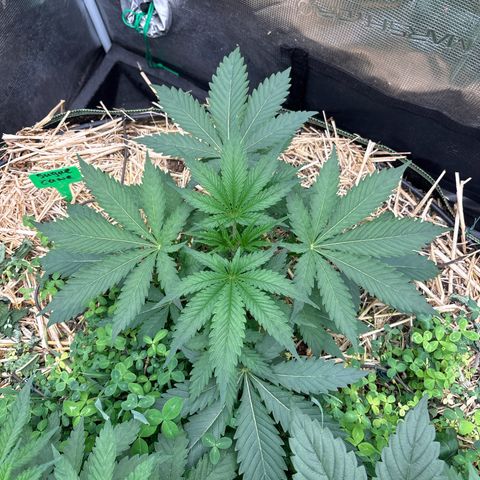SugerCane In House Genetics growlog timeline photo