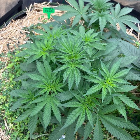 Papaya BX1 growlog timeline photo