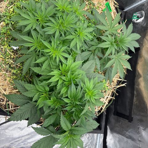SugerCane In House Genetics growlog timeline photo