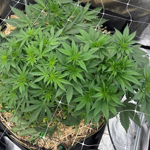 SugerCane In House Genetics growlog timeline photo