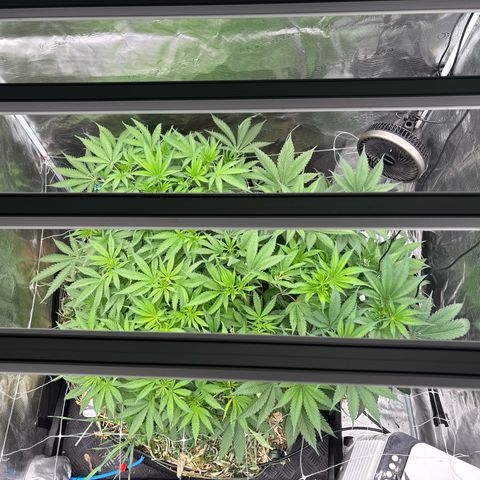 SugerCane In House Genetics growlog timeline photo