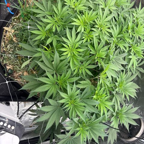 SugerCane In House Genetics growlog timeline photo