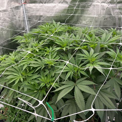 SugerCane In House Genetics growlog timeline photo
