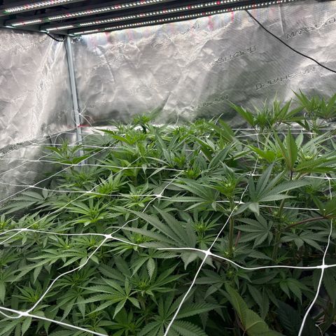 SugerCane In House Genetics growlog timeline photo